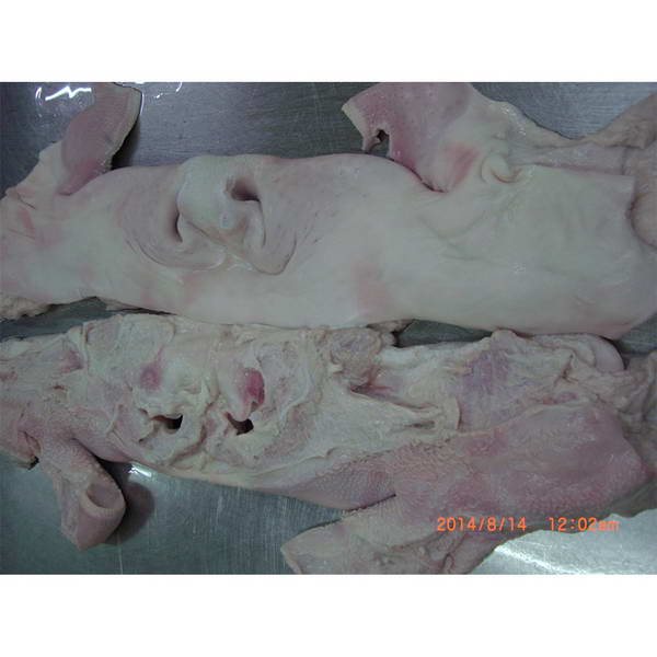 Ochsenmaul roh gefroren